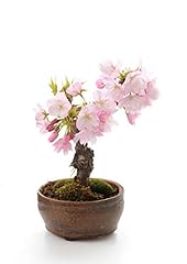 Seedeo bonsai anzuchtset gebraucht kaufen  Wird an jeden Ort in Deutschland