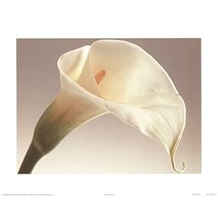 Calla lilly flower for sale  Delivered anywhere in USA 