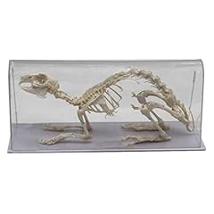Taxidermy real rabbit for sale  Delivered anywhere in UK