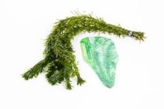 Oxygenating weed live for sale  Delivered anywhere in UK