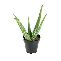 Aloe vera plant for sale  Delivered anywhere in USA 