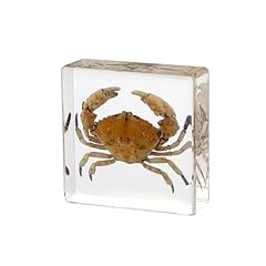 Taxidermy crab real for sale  Delivered anywhere in USA 