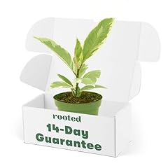 Rooted variegated rubber for sale  Delivered anywhere in USA 