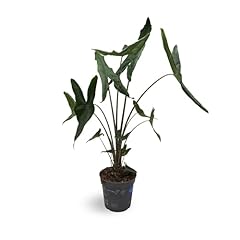 Alocasia tigrini superba for sale  Delivered anywhere in UK
