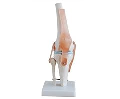 Knee joint simulation for sale  Delivered anywhere in USA 