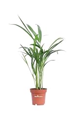 Pianta areca dypsis usato  Spedito ovunque in Italia 