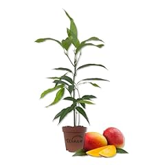 Mango tree live for sale  Delivered anywhere in USA 