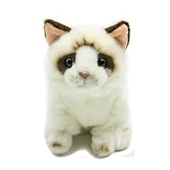 Lilizzhoumax chat ragdoll d'occasion  Livré partout en Belgiqu
