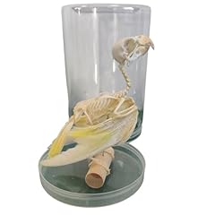 Fhuilijh real parrot for sale  Delivered anywhere in UK