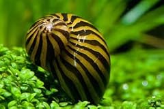Zebra snail 2cm for sale  Delivered anywhere in Ireland
