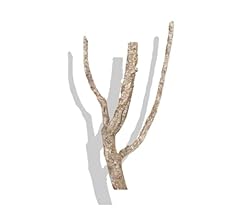 Cork bark branches for sale  Delivered anywhere in USA 
