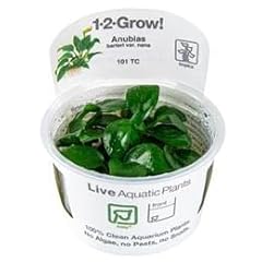 Tropica anubias barteri d'occasion  Livré partout en France