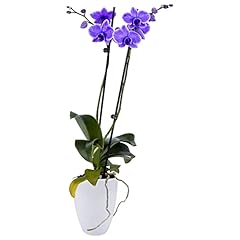 Decoblooms living purple for sale  Delivered anywhere in USA 