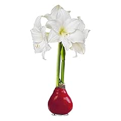 Waxed amaryllis bulb for sale  Delivered anywhere in USA 