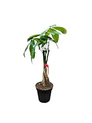 Live money tree for sale  Delivered anywhere in USA 