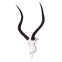 Skullies miniature impala for sale  Delivered anywhere in USA 