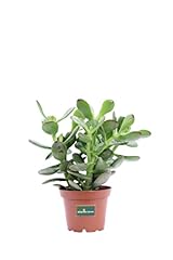 Pianta crassula diverse usato  Spedito ovunque in Italia 