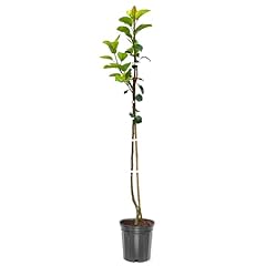 Bartlett pear tree for sale  Delivered anywhere in USA 