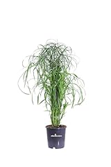 Pianta cyperus alternifolius usato  Spedito ovunque in Italia 