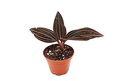 Black jewel orchid for sale  Delivered anywhere in USA 