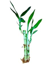 Lucky bamboo arrangements for sale  Delivered anywhere in USA 