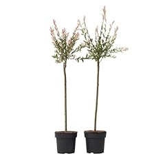 Plant box salix d'occasion  Livré partout en Belgiqu