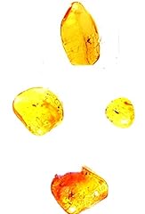 Genuine baltic amber for sale  Delivered anywhere in UK