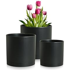 Meowell inch plant for sale  Delivered anywhere in USA 
