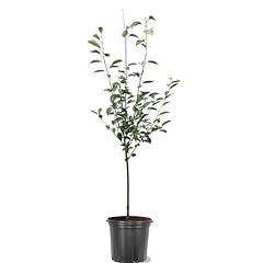 Generic bingcherry tree for sale  Delivered anywhere in USA 