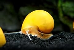 Gold mystery snail for sale  Delivered anywhere in UK