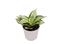 Sansevieria snake plants for sale  Delivered anywhere in USA 
