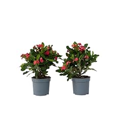 Plant box euphorbia usato  Spedito ovunque in Italia 