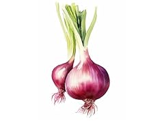 Onion painting vegetables for sale  Delivered anywhere in USA 
