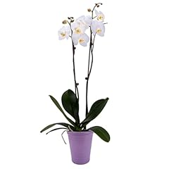 Decoblooms premium white for sale  Delivered anywhere in USA 
