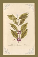 Vintage bean plant for sale  Delivered anywhere in UK