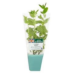 Morrisons living mint for sale  Delivered anywhere in UK