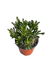 Pianta grassa crassula usato  Spedito ovunque in Italia 