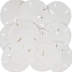 Sand dollars 3.5 for sale  Delivered anywhere in USA 