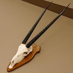 Oryx longueur corne d'occasion  Livré partout en France