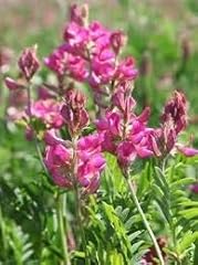 Sainfoin shoshone saint d'occasion  Livré partout en France