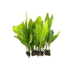 Java fern microsorum for sale  Delivered anywhere in USA 