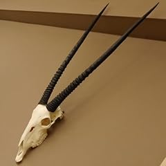 Oryx 88.3.103 longueur d'occasion  Livré partout en France