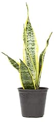 Live snake plant for sale  Delivered anywhere in USA 