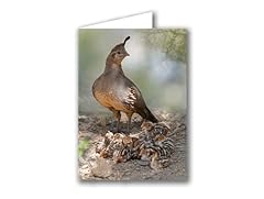 Gambel quail mom for sale  Delivered anywhere in USA 