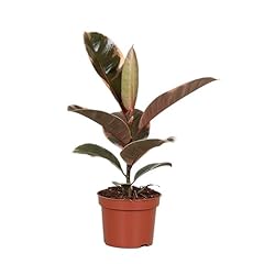 Rubber plant ficus for sale  Delivered anywhere in UK