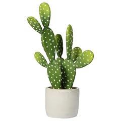 Oairse piante cactus usato  Spedito ovunque in Italia 
