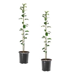 Southern apple pollinator for sale  Delivered anywhere in USA 