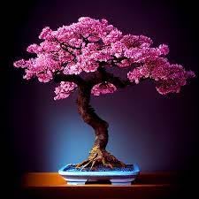 Flowering bonsai tree for sale  Delivered anywhere in USA 