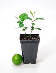 Key lime tree for sale  Delivered anywhere in USA 