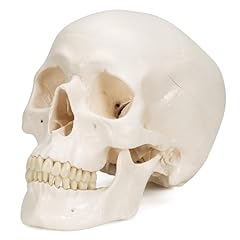 Scientific a20 cranio usato  Spedito ovunque in Italia 